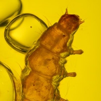 larva_of_coleoptera