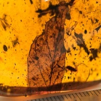 leaf_fossil_on_dominican_amber