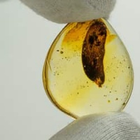 leaf_on_dominican_amber