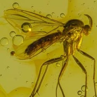 live_like_diptera_mycetophilidae_fungus_gnat_1324432726