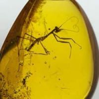 mantodea_inclusion_on_dominican_amber_382221793