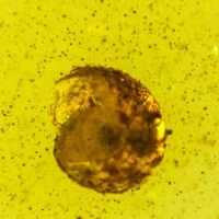 mollusca_snail_on_dominican_amber