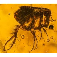 museum_quality_dominican_amber_fossil_siphonaptera_extremely_rare_flea_1288671727