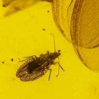 museum_quality_lace_bug_hemiptera_tingidae