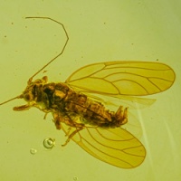 museum_quality_psyllidae