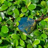 navy_blue_amber_pendant