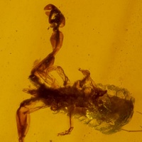 pseudoscorpion