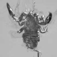 pseudoscorpion_inclusion_on_dominican_amber