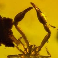 pseudoscorpion_inclusion_on_dominican_amber_1596652266