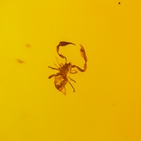 pseudoscorpion_on_large_amber_piece