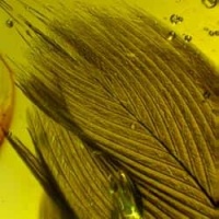 rare_feather_inclusion_fossil_on_dominican_amber