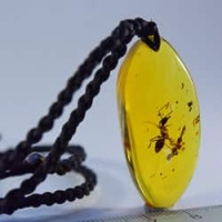 rare_formicidae_hymenoptera