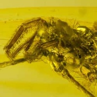 rare_trichoptera_on_dominican_amber