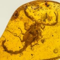 scorpion_inclusion_fossil_on_dominican_amber