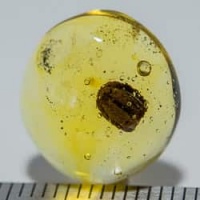 seed_inclusion_on_dominican_amber