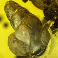 snail_dominican_amber_fossil_inclusion