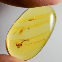 spider_on_clear_amber_piece