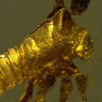 treehopper_nymph_inclusion_on_dominican_amber