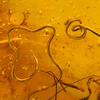 v0372_nematoda_fossil_inclusion_in_dominican_amber