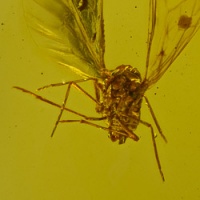 v1069_homoptera_auchenorrhyncha_fulgoroidea_derbidae
