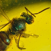 v1347_hymenoptera_halictidae_fossil_inclusion_in_dominican_amber_1728861811