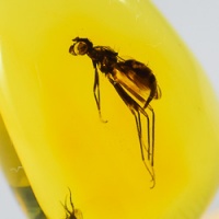 v1489_diptera_micropezidae