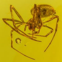 v1559_arachnida_hymenoptera