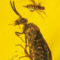 v1570_hymenoptera_argidae