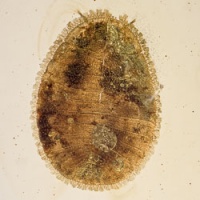 v1584_penny_beetle_larva_coleoptera_psephenidae