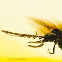 v1643_toe_winged_beetle_coleoptera_ptylodactylidae_fossil_inclusion_in_dominican_amber_1702828725