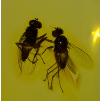 v1644_nice_flies_on_clear_amber_piece
