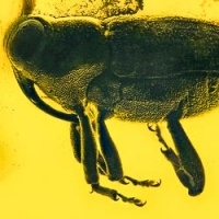 v1750_curculionidae_conoderinae_zygopini_geratozygops_-_curculionidae_platypodinae