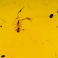 v1754_pseudoscorpion