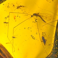 v1841_diptera_tipulidae_fossil_in_dominican_amber