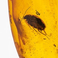 v1843_blattodea