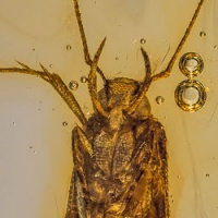 v1850_caddisfly