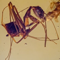 v1857_hymenoptera_leptomyrmex_spider