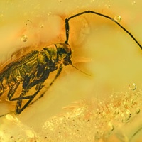 v1874_coleoptera_cerambycidae