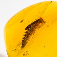 v1882_hairy_larva