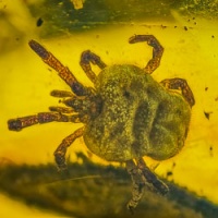 v1888_velvet_mite_acarina_trombidiidae_fossil_in_dominican_amber