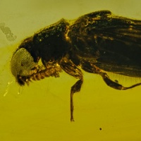 v1891_coleoptera_lymexylidae