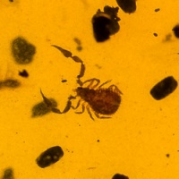 v1893_pseudoscorpion