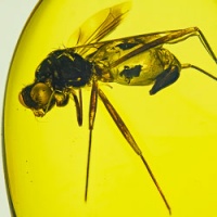 v1897_diptera_micropezidae_fossil_in_dominican_amber