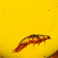 v1908_larva