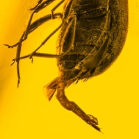 v1911_coleoptera_chrysomelidae_penis_extended_725155043