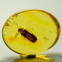 v1919_coleoptera_lampyridae