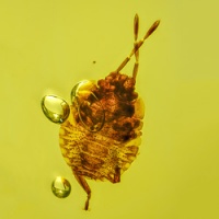 v1961_nymph_of_stink_bug_hemiptera_pentatomidae_fossil_inclusion_in_dominican_amber