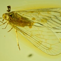 v1980_hemiptera_psyllidae