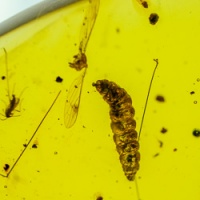 v1987_larva