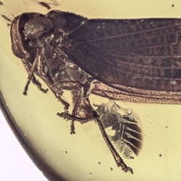 v1995_planthopper